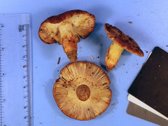 Russula mutabilis