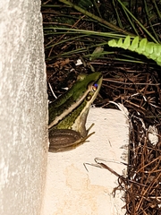 Hylarana erythraea