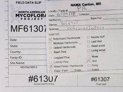 Boletus ochraceoluteus