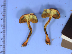 Boletus ochraceoluteus