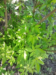 Vitex negundo cannabifolia
