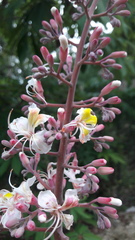 Aesculus indica