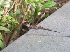 Anolis sagrei