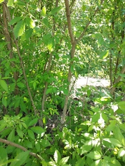 Vitex negundo cannabifolia