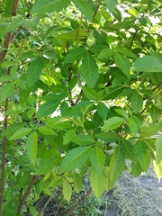 Vitex negundo cannabifolia