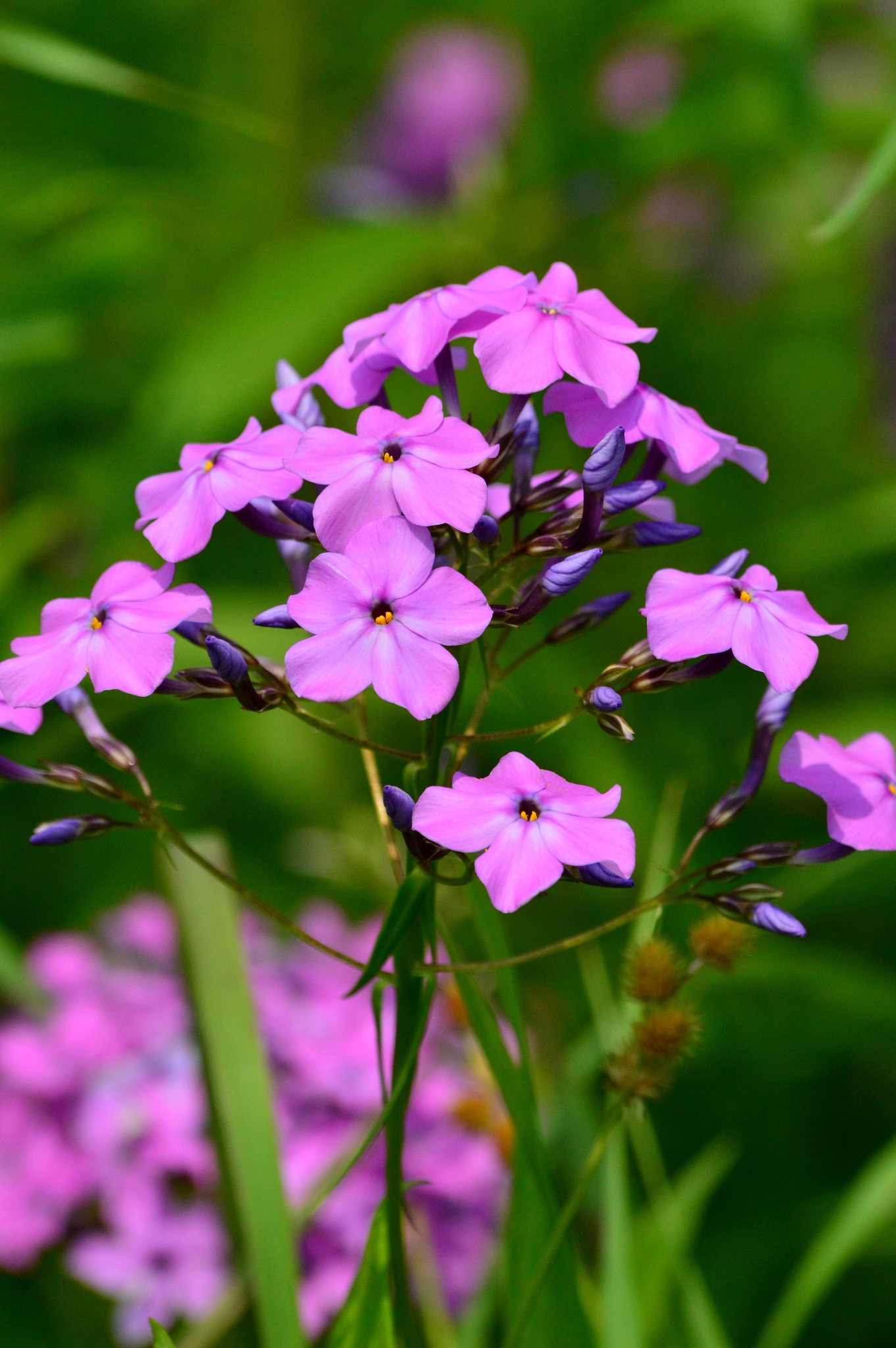 Phlox glaberrima