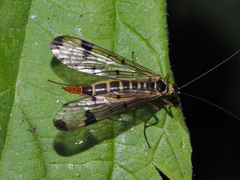 Panorpa connexa