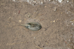 Triops longicaudatus