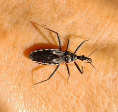 Piestolestes obscurus