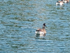 Branta canadensis