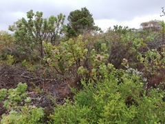 Hakea cucullata