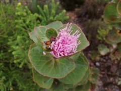 Hakea cucullata