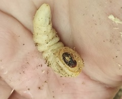 Prionus insularis