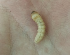 Prionus insularis