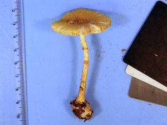 Amanita levistriata
