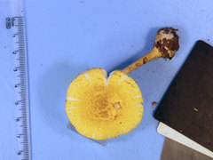 Amanita levistriata