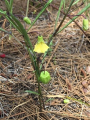Physalis angustifolia