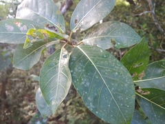 Ficus septica