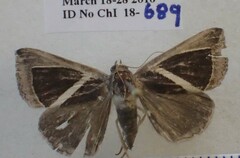 Chalciope alcyona