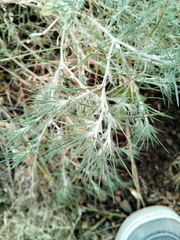 Ceratocarpus arenarius