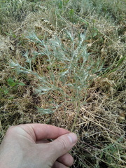 Ceratocarpus arenarius