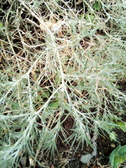 Ceratocarpus arenarius