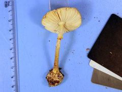Amanita levistriata