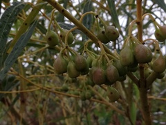 Eucalyptus doratoxylon