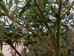 Eucalyptus doratoxylon