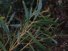 Eucalyptus doratoxylon
