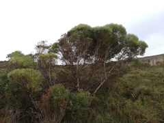 Eucalyptus doratoxylon