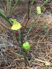 Physalis angustifolia