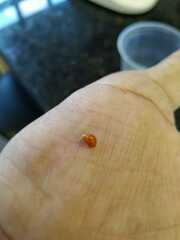 Eulithidium affine