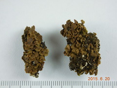 Psora globifera