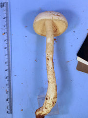 Amanita longipes