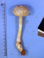 Amanita longipes