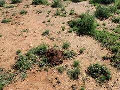 Cryptomys hottentotus