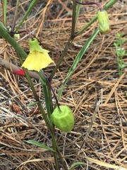 Physalis angustifolia