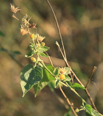 Abutilon ramosum