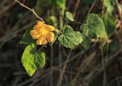 Abutilon grandiflorum