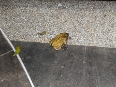 Duttaphrynus melanostictus