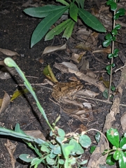Duttaphrynus melanostictus