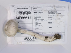 Amanita longipes