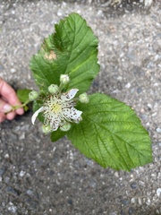 Rubus tuberculatus