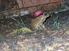 Duttaphrynus melanostictus
