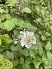 Rubus tuberculatus