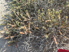 Mesembryanthemum dinteri