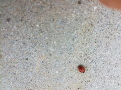 Coccinella quinquepunctata