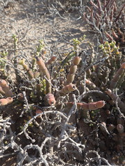 Mesembryanthemum dinteri