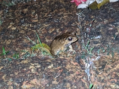 Duttaphrynus melanostictus